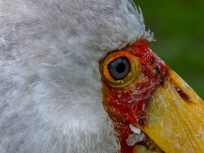 Das Auge vom Nimmersatt