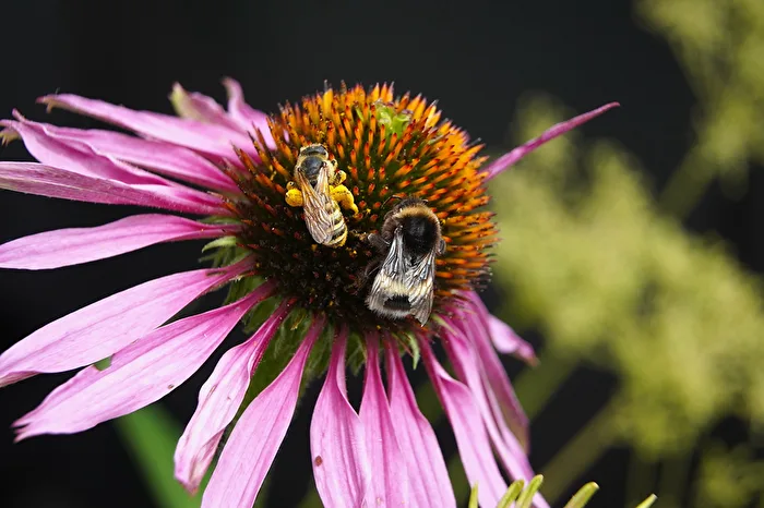 Biene und Hummel