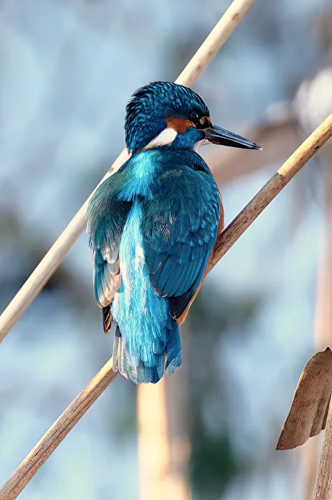 Successful Kingfisher Hunt
