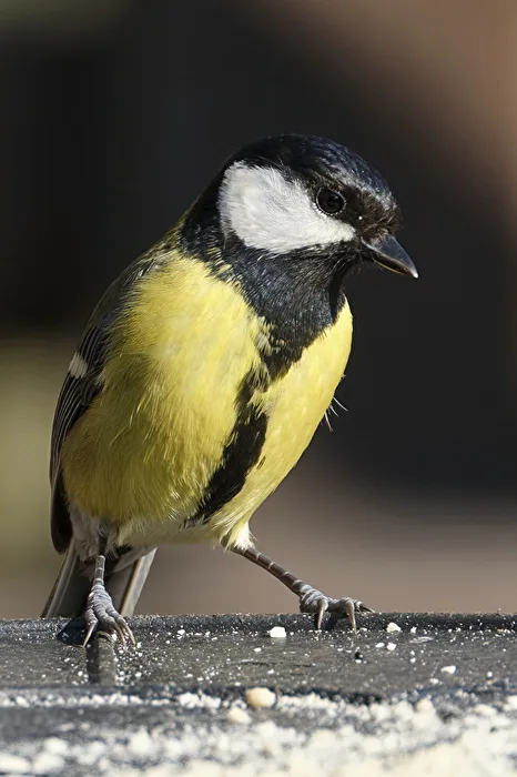 Great Tit