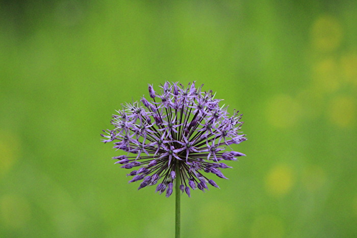 Zierlauch