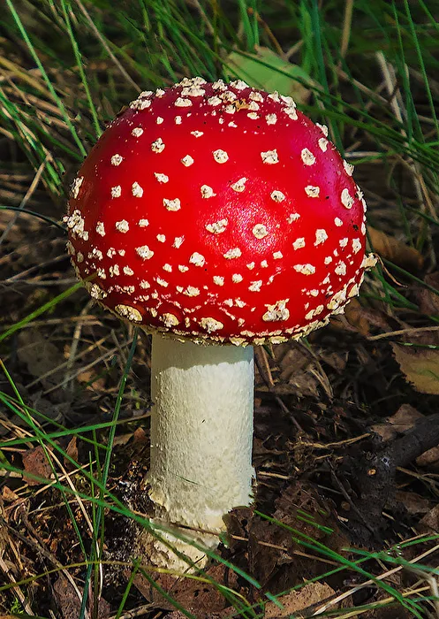 Fliegenpilz