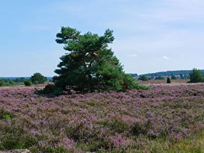 Heideblüte 2