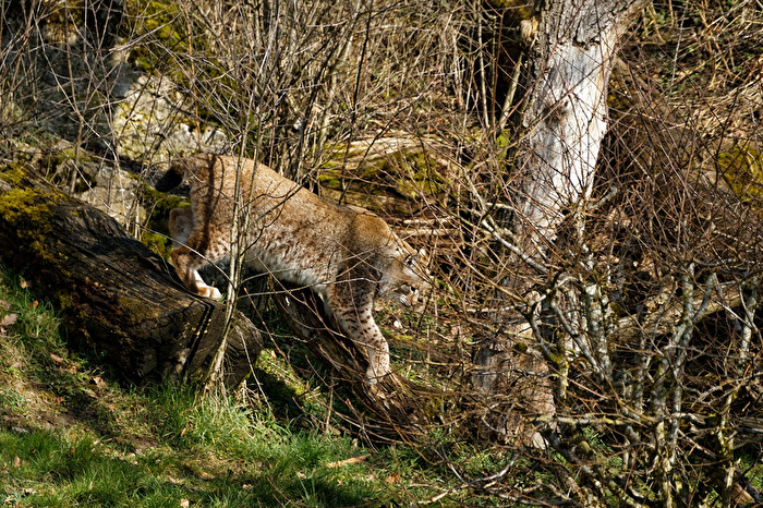 Luchs