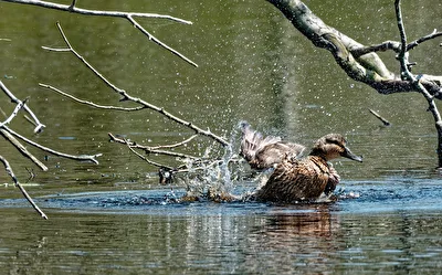 Weibliche Stockente (Anas platyrhynchos).