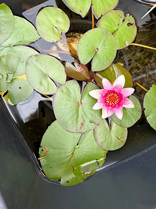 Seerose