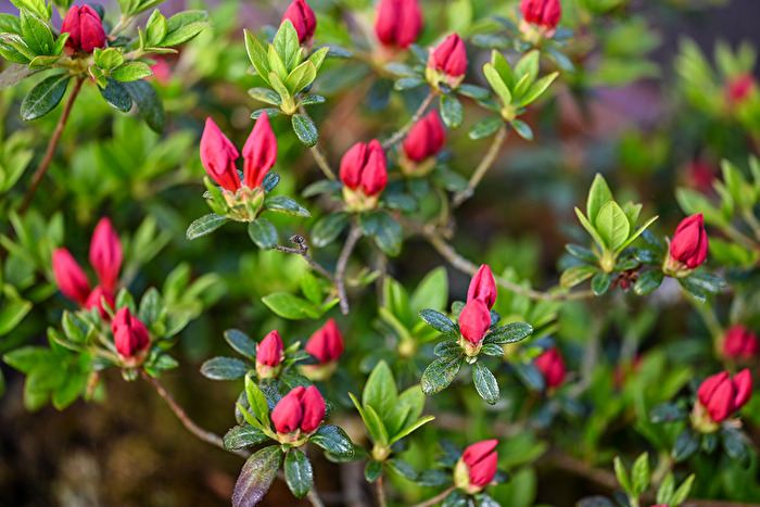 Azaleenblüten