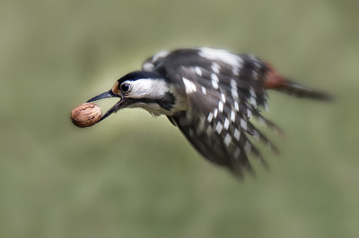 Vögel