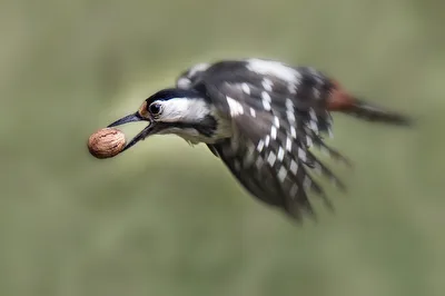 Vögel