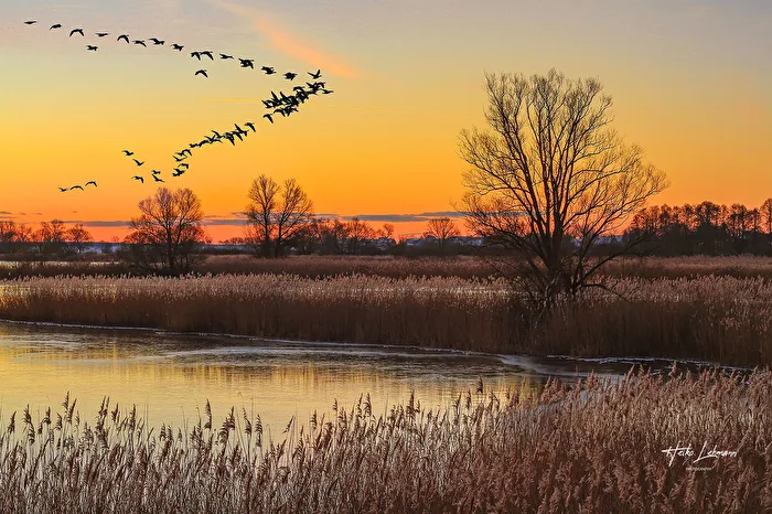 Flight of the Birds