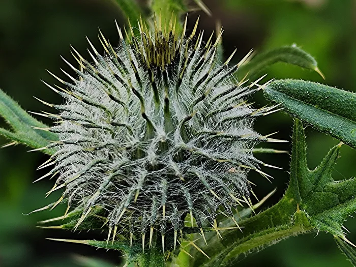 Mariendistel