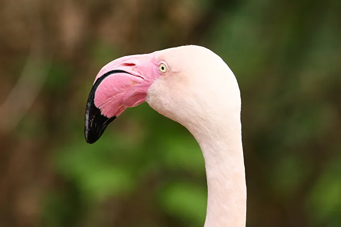 Fenicottero