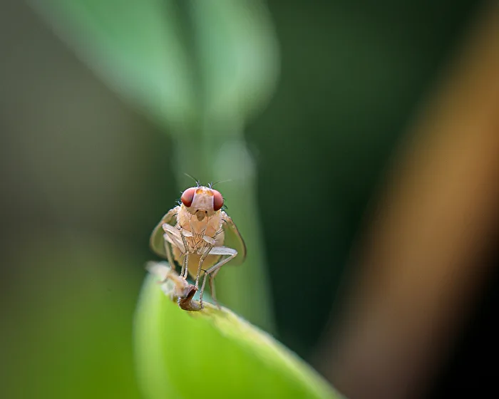 Flieglein
