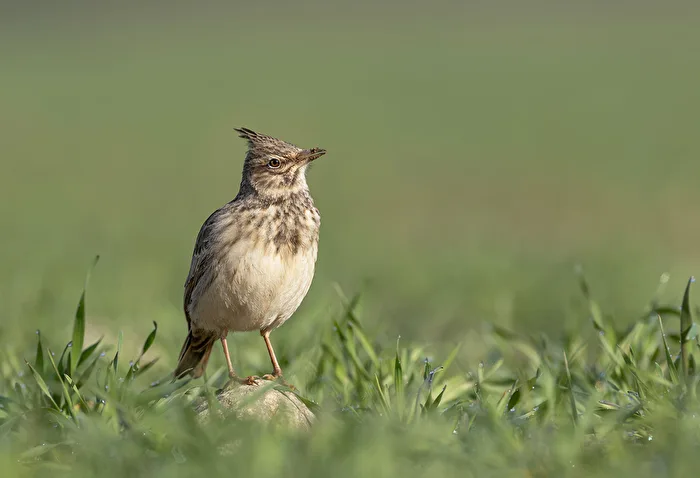 Crested lark