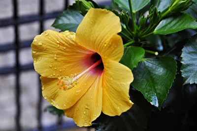 Hibiskusblüte