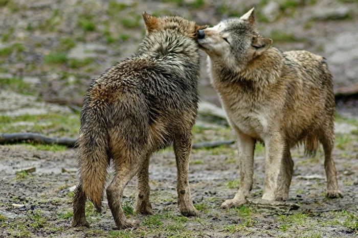 Timber Wolves