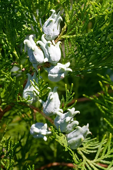 thuja blossoms