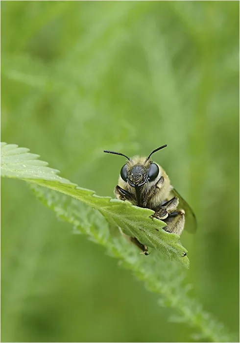 Wildbiene