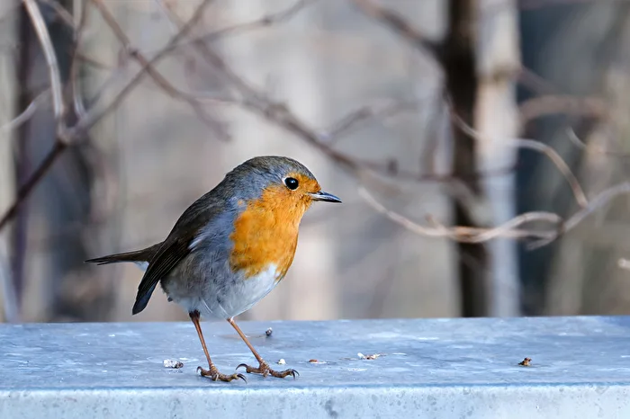 Robin 1