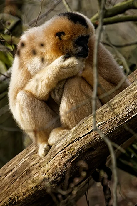 Gibbon