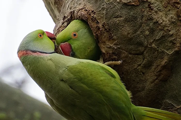 Ring-necked Parakeet