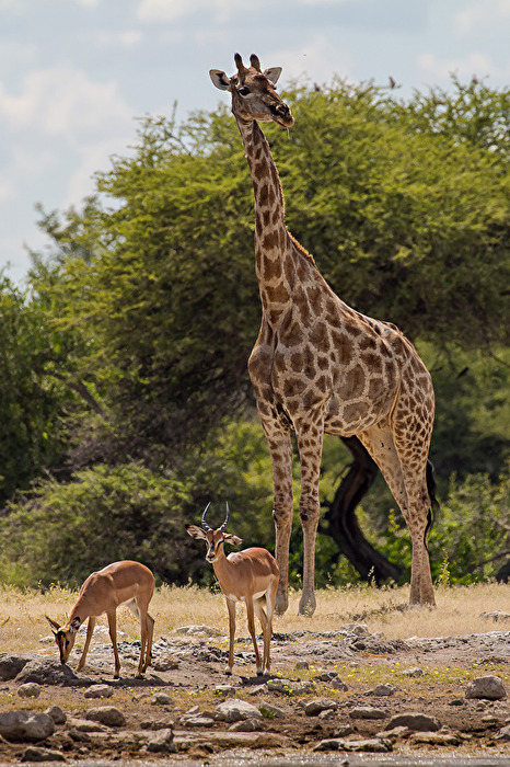 Afrika - Treff am Wasserloch