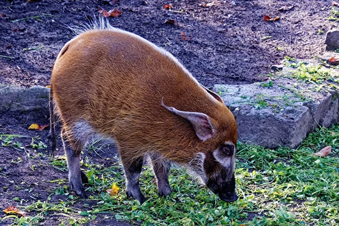 Pygmy Hog