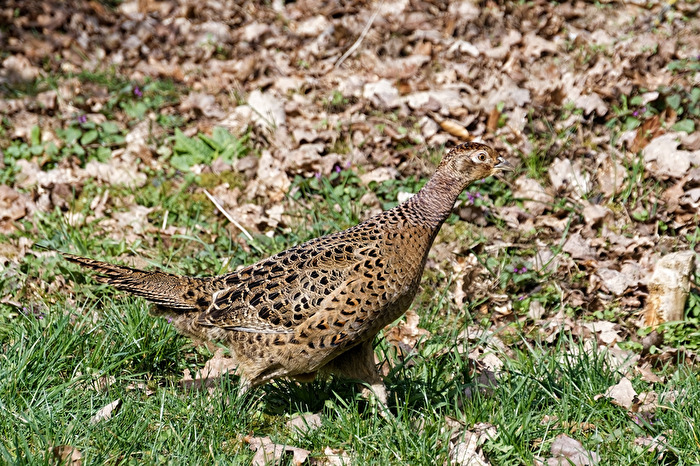 Jagdfasanhenne