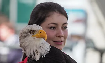 Weisskopf - Seeadler
