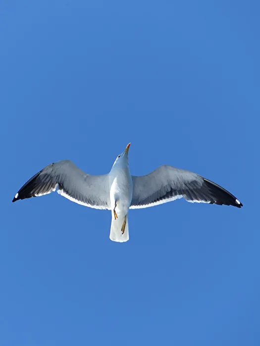 Möwe