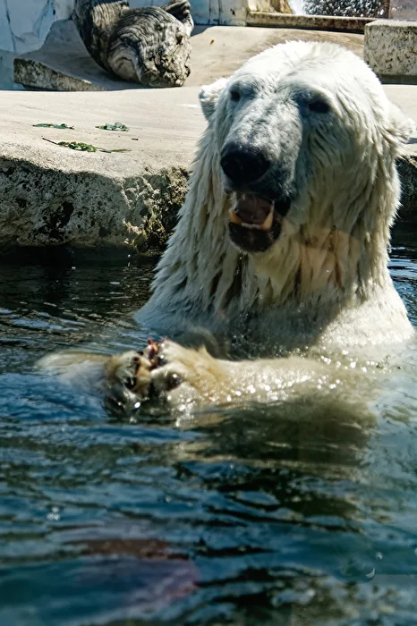Eisbär