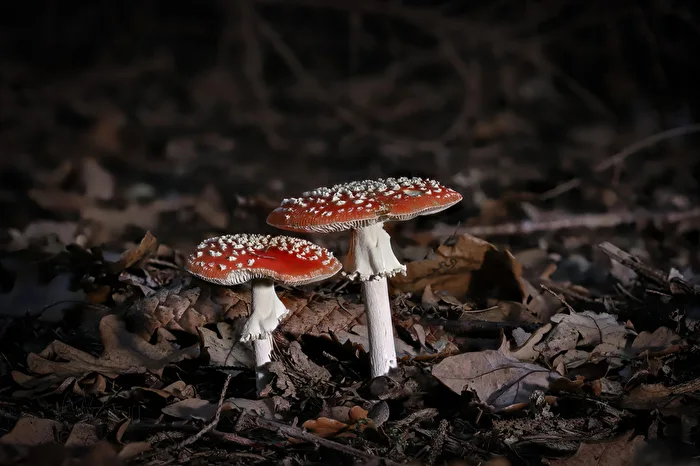 Find the Fly Agaric