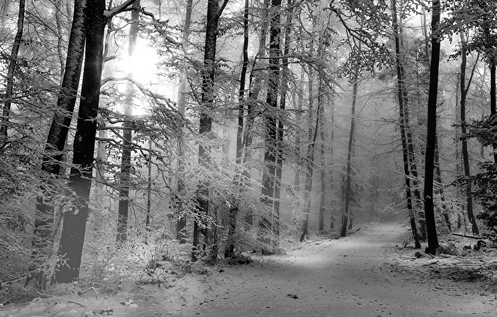 Winter Trail