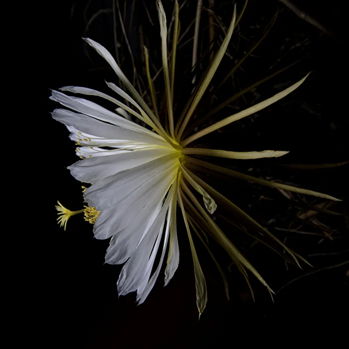 Cactus - Queen of the Night