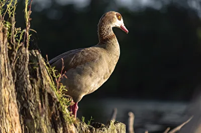 Nilgans im Streiflicht