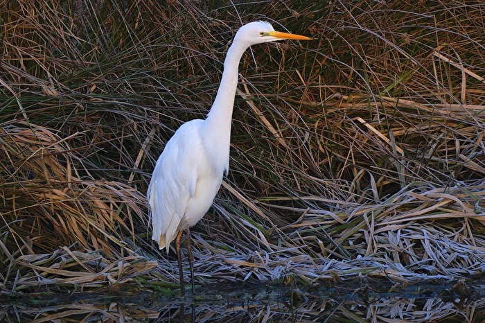 Airone bianco