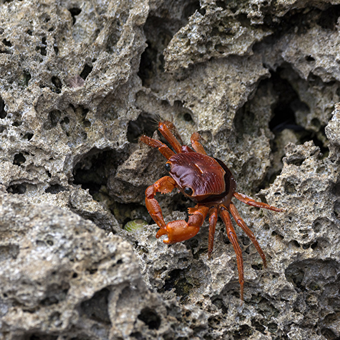 Krebs am Strand von Mombasa
