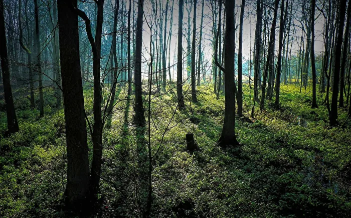 Wildnis
