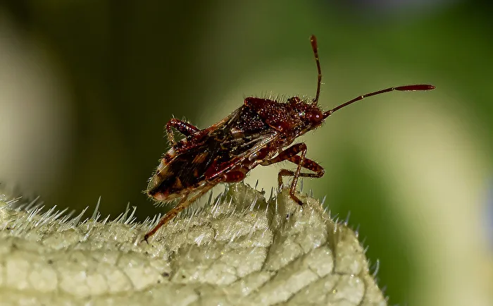 Young Tree Bug