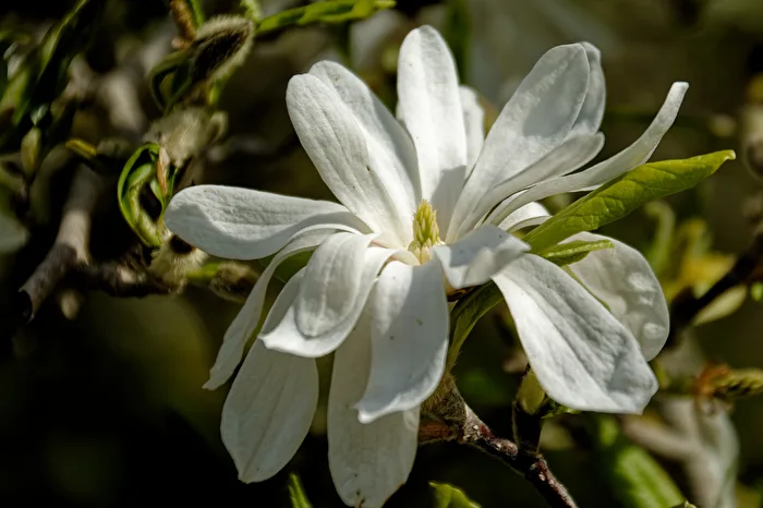 Stern Magnolie