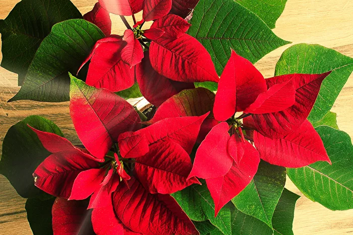 Christmas Star