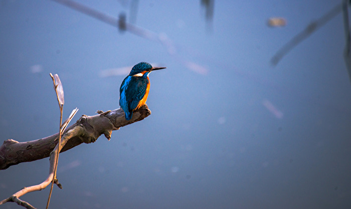 Kingfisher
