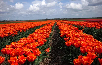 Tulpen
