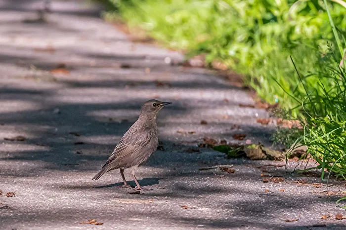Young Starling
