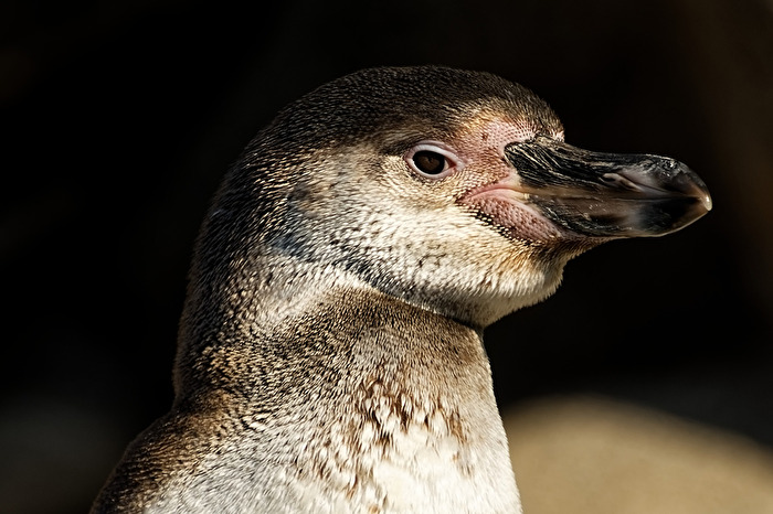 Pinguin