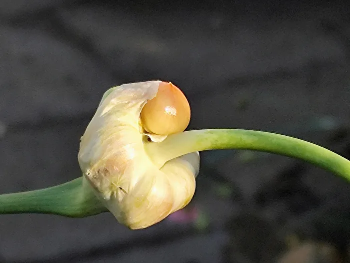 Knoblauch