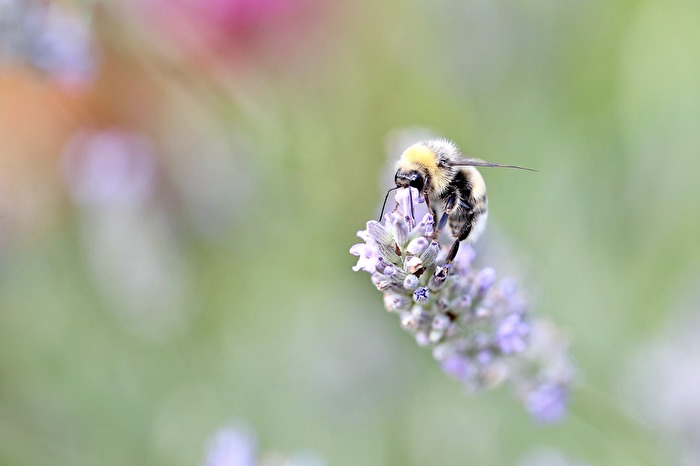 Besuch auf der Lavendelblüte