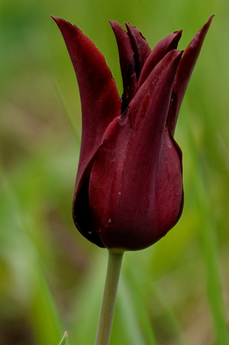 Tulpe