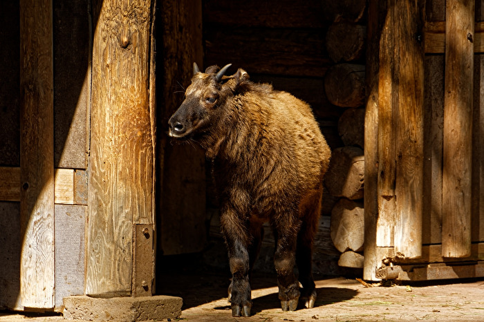 Mishmi-Takin