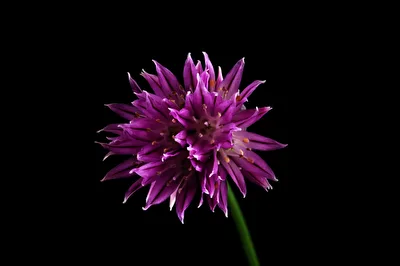 Pink Beauty